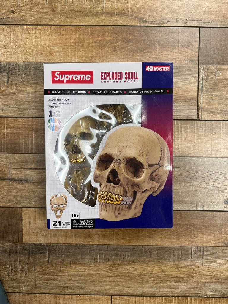 Supreme 4D Model Human Skull Natural