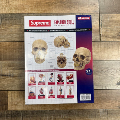 Supreme 4D Model Human Skull Natural